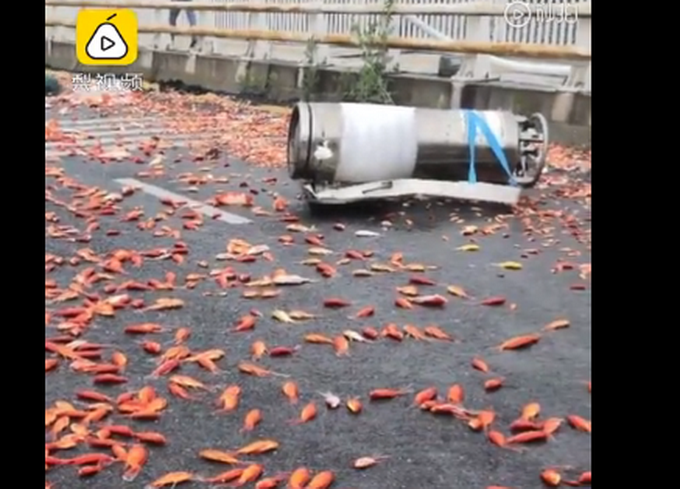 货车侧翻上万锦鲤掉落高速，路面一片红色！网友：转发也没用了