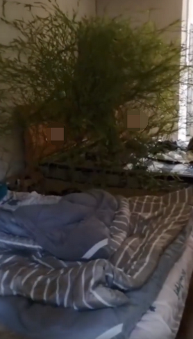 推荐男子4个月没回家床头长竹子，自我调侃绿到床头了！网友：吉兆啊