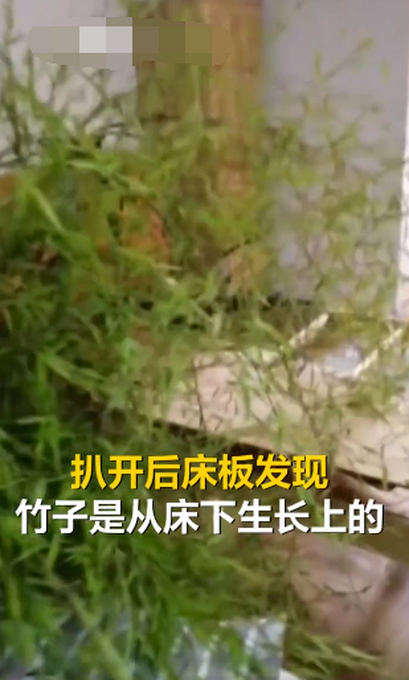 推荐男子4个月没回家床头长竹子，自我调侃绿到床头了！网友：吉兆啊