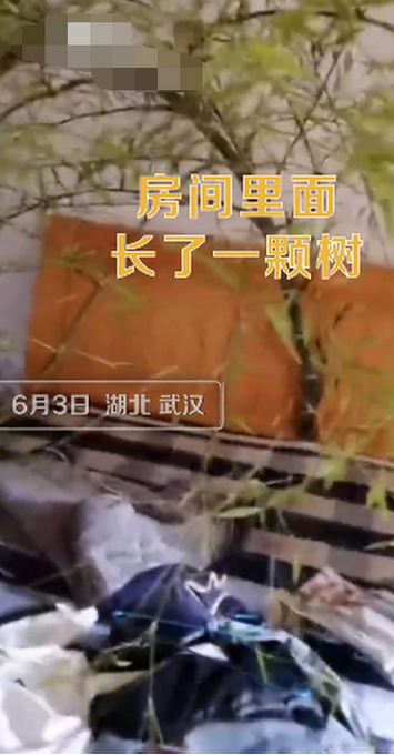 推荐男子4个月没回家床头长竹子，自我调侃绿到床头了！网友：吉兆啊
