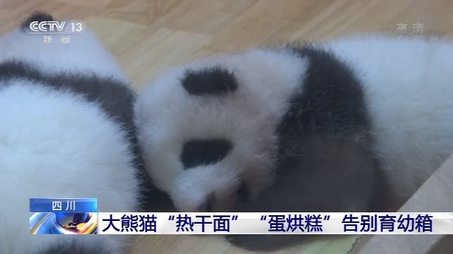 推荐219克！艾莉生下成都熊猫基地最重宝宝，网友：联想到熊猫版回家的诱惑