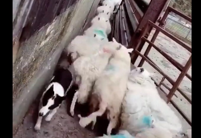 羊群出圈遇交通堵塞，牧羊犬轻功羊上飘来疏导！网友：好功夫！