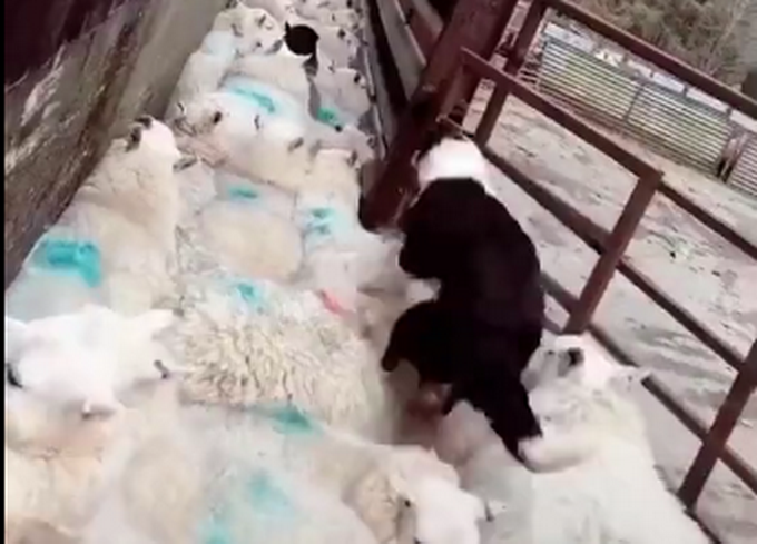羊群出圈遇交通堵塞，牧羊犬轻功羊上飘来疏导！网友：好功夫！
