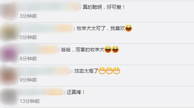 羊群出圈遇交通堵塞，牧羊犬轻功羊上飘来疏导！网友：好功夫！