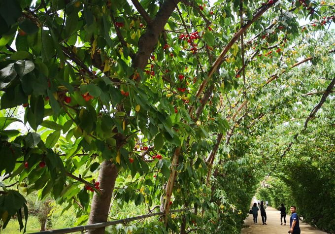 樱桃树多大仇？623棵樱桃树夜里被扒皮，被告被判赔偿6万元