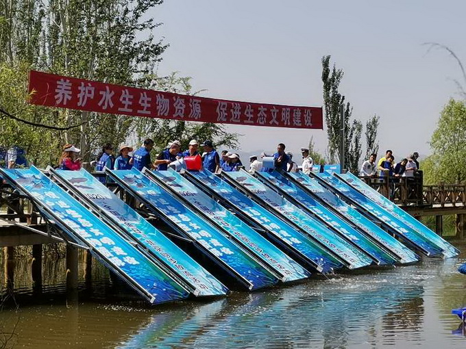 放鱼回家！北京6万尾珍稀鱼种投入延庆河湖