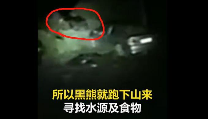 四川江油黑熊再进村，这次被土狗驱离！此前有黑熊在邻村致人死亡