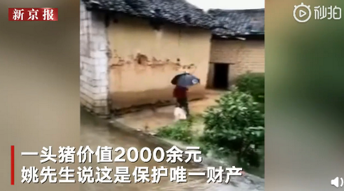 推荐村民与20多头猪同住避洪水：一头猪2000块，保护唯一财产