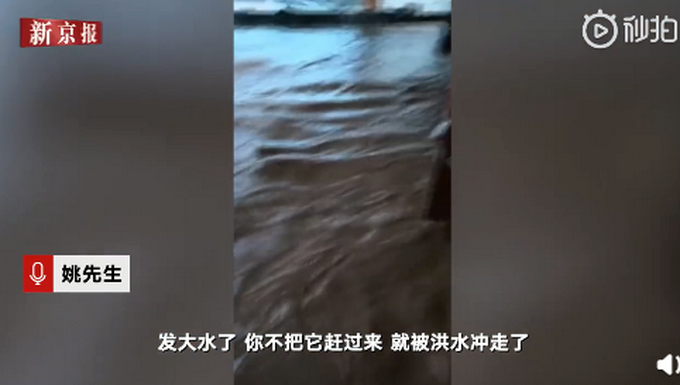 推荐村民与20多头猪同住避洪水：一头猪2000块，保护唯一财产