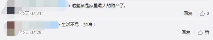 推荐村民与20多头猪同住避洪水：一头猪2000块，保护唯一财产