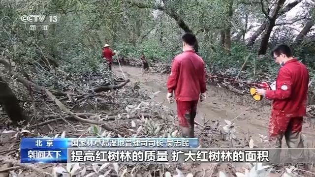 红树林第十二个世界海洋日：强化修复红树林，现有面积约2.9万公顷