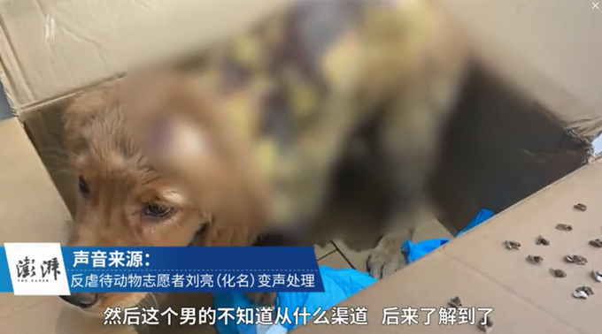 推荐金毛被虐浑身烫伤疑遭性侵，志愿者上门与男子理论却被打