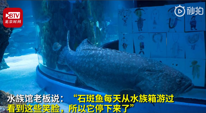 推荐澳一看不到游客石斑鱼陷抑郁并绝食，收到孩子的自画像后“认真阅读”