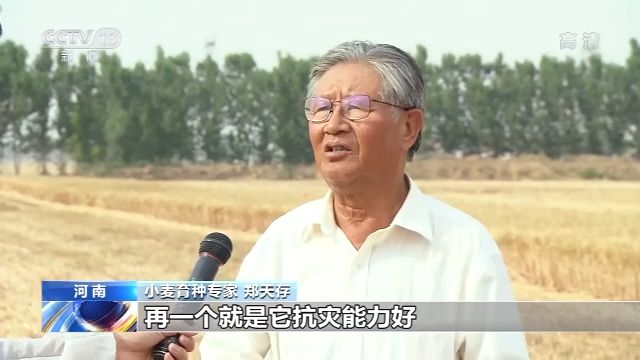 新纪录丰德存麦20号855.2公斤！黄淮冬麦区亩产新纪录诞生