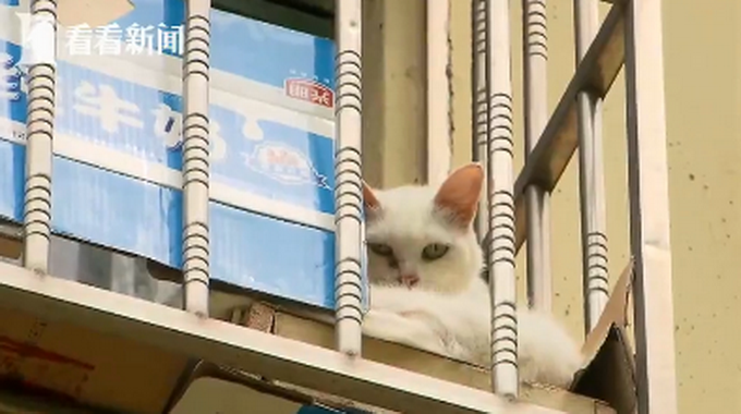 推荐上海一夫妻搬家把房让给66只猫，邻居：半夜被吵醒，晾衣服会有跳蚤