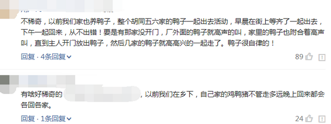 推荐相邻两家鸭子每天自动组队出门，主人故意少放3只，鸭子竟一直等