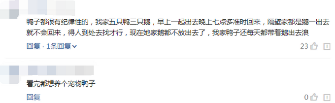推荐相邻两家鸭子每天自动组队出门，主人故意少放3只，鸭子竟一直等
