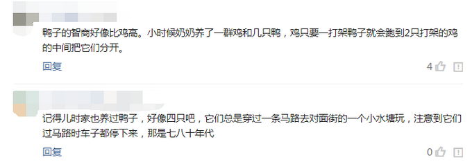 推荐相邻两家鸭子每天自动组队出门，主人故意少放3只，鸭子竟一直等