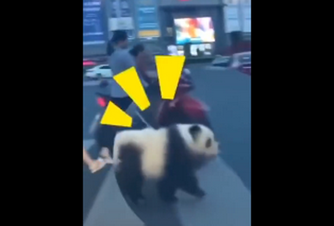 乐山熊猫狗逛街成网红，网友惊呼：真的好像啊！