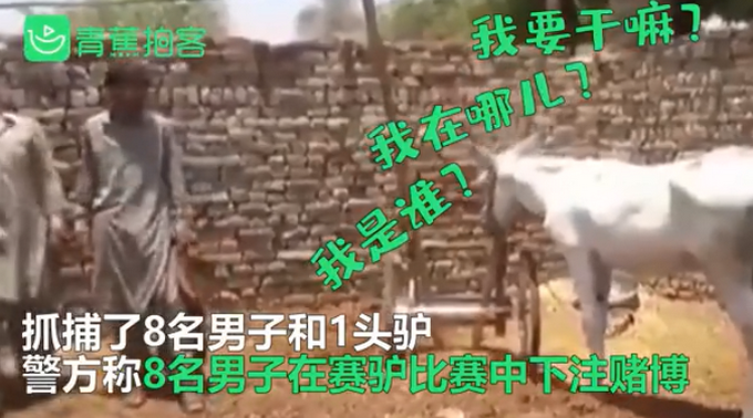 推荐巴基斯坦一头驴因赌博被捕，警方：8人参与了它的赌局
