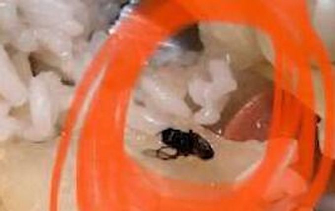 推荐江西一高校食堂吃出苍蝇蝌蚪青蛙，学校承认，网友：直接用池塘水做饭？