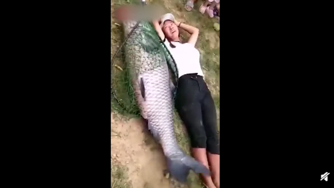 网曝景德镇居民钓到上百斤大鱼，身长接近一人高！看呆村民