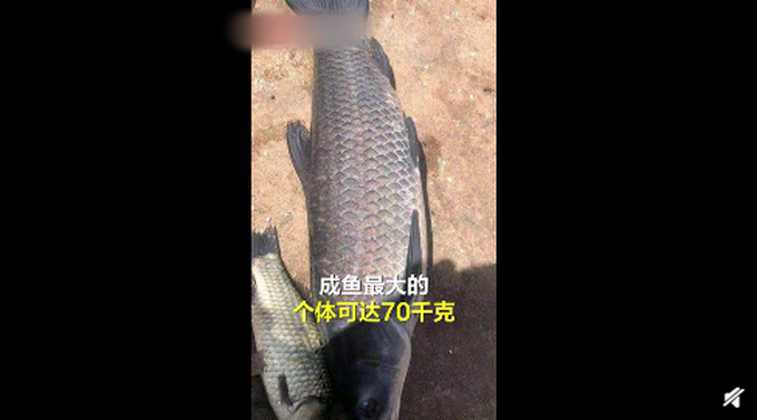 网曝景德镇居民钓到上百斤大鱼，身长接近一人高！看呆村民