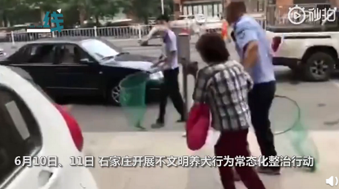 推荐女子遛狗不栓绳，狗被抓后倒地哭喊“我有绳”，执法人员当场回怼