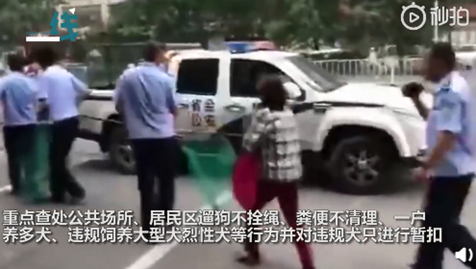 推荐女子遛狗不栓绳，狗被抓后倒地哭喊“我有绳”，执法人员当场回怼