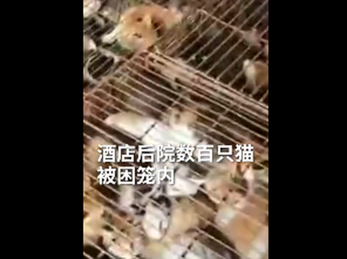 酒店后院关数百只猫哀嚎阵阵，志愿者前往解救，警方已介入