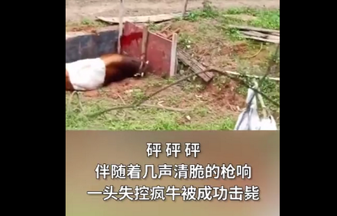 “砰砰砰”！疯牛出逃连伤数人，武警果断开枪击毙