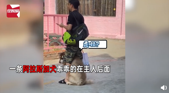 推荐德牧路过自带气场，阿拉斯吓得钻到主人胯下，网友被萌翻：想rua！