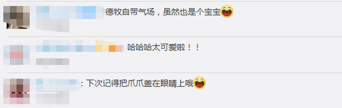 推荐德牧路过自带气场，阿拉斯吓得钻到主人胯下，网友被萌翻：想rua！