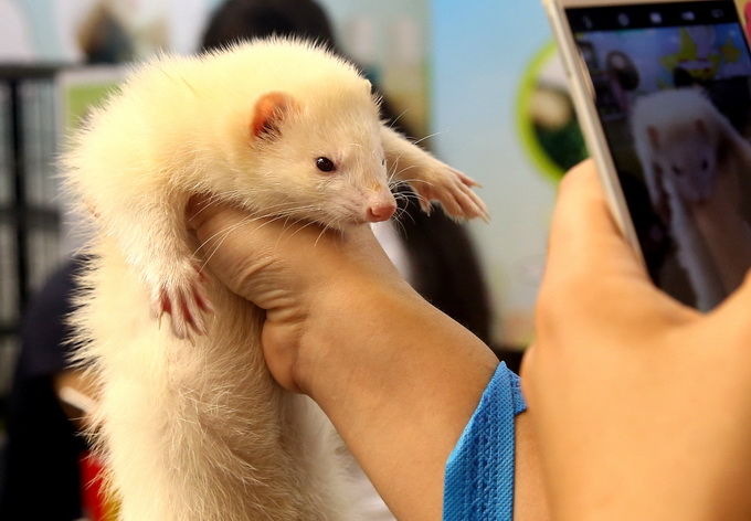 首次！丹麦称养殖貂体内发现新冠病毒