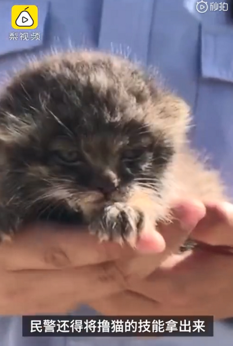 推荐拿出撸猫技能！民警救助兔狲用奶瓶喂养，网友：可爱到想偷走！