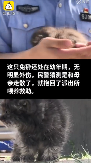 推荐拿出撸猫技能！民警救助兔狲用奶瓶喂养，网友：可爱到想偷走！