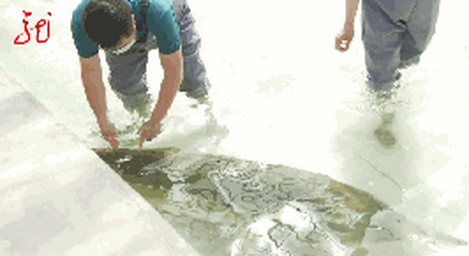 推荐黑龙江渔民捕到巨型鱼！体长2米9！专家：至少60岁，价值七万