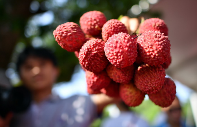 推荐警惕 ！ 47名孩子因吃荔枝死亡，这样吃真的可能会致命