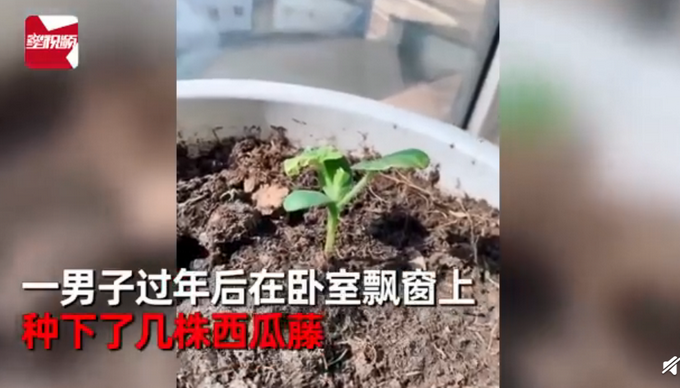 推荐男子飘窗种西瓜3个月后长出巴掌大，切开一看瞬间被惊艳到