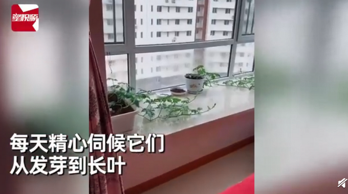 推荐男子飘窗种西瓜3个月后长出巴掌大，切开一看瞬间被惊艳到