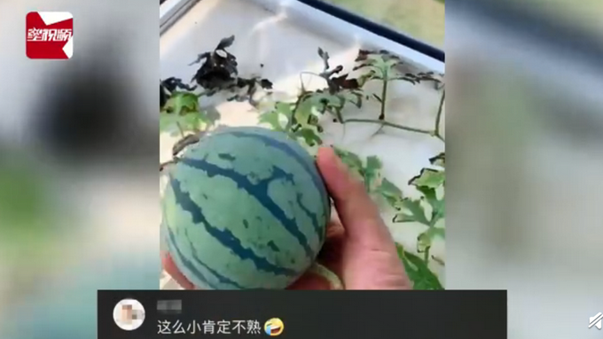 推荐男子飘窗种西瓜3个月后长出巴掌大，切开一看瞬间被惊艳到