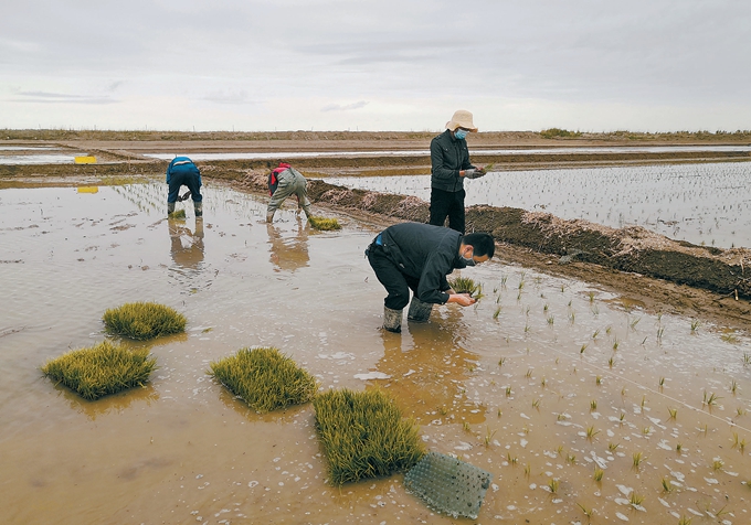 海水稻首次！柴达木盆地试种植近百亩海水稻