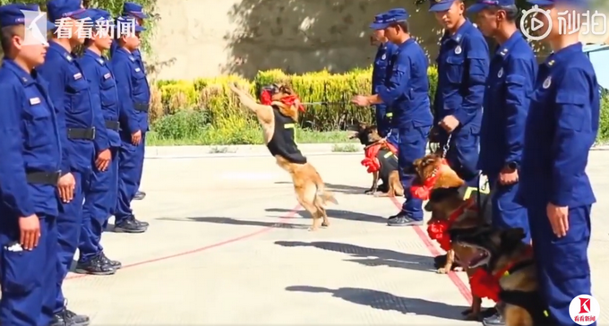 推荐退役搜救犬扒训导员衣角不愿离开，网友：无言的战士，永远的战友