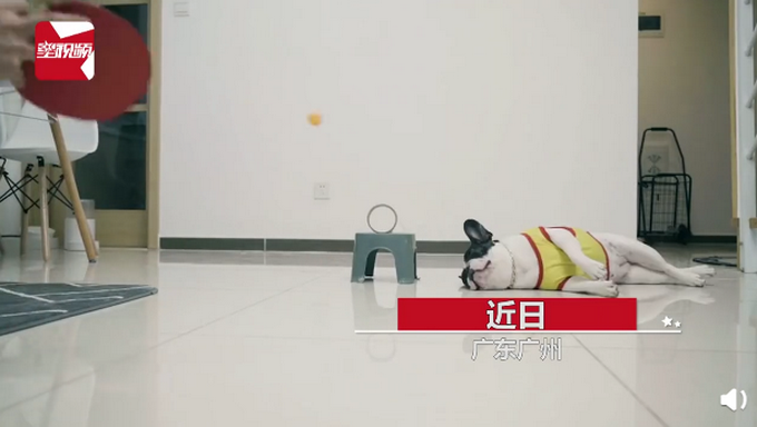 推荐主人反复打乒乓球进圈失败，狗狗随意助力一脚球进了！主人怒甩拍子