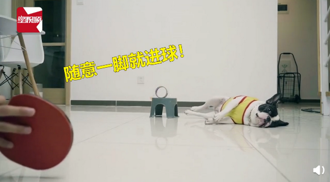 推荐主人反复打乒乓球进圈失败，狗狗随意助力一脚球进了！主人怒甩拍子