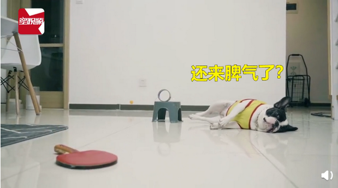 推荐主人反复打乒乓球进圈失败，狗狗随意助力一脚球进了！主人怒甩拍子