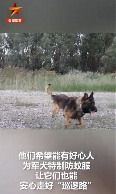 推荐边防战士起床第一件事是倒蚊虫！如今他们有个心愿，急需好心人