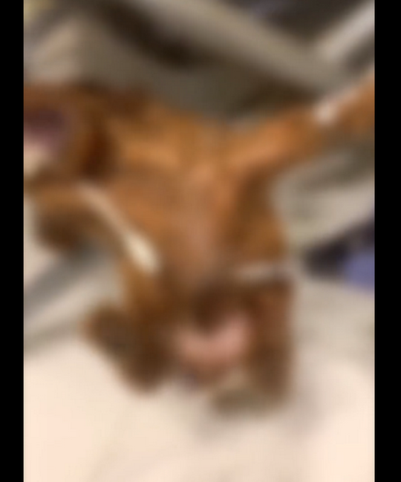 推荐网曝宠物收养群现大量虐杀泰迪视频：电击砍足手段残忍