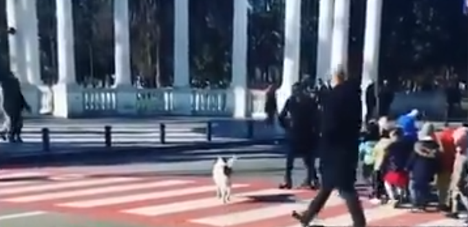 流浪狗流浪狗变身交通指挥官，护送小朋友过马路，报酬是香肠