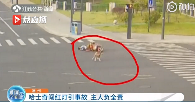 推荐遛狗不拴绳，哈士奇闯红灯撞翻电动车狗主人全责